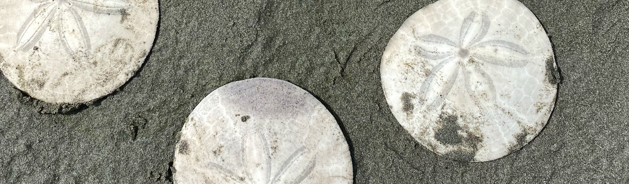 photo of sand dollars on sand