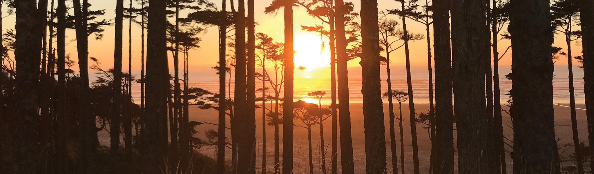 photo of sunset on beach with silhouetted trees