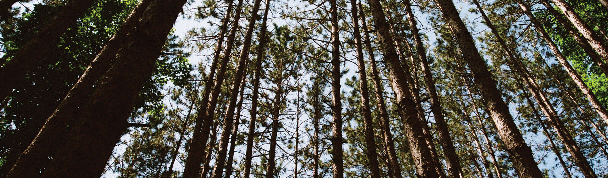 photo of fir trees