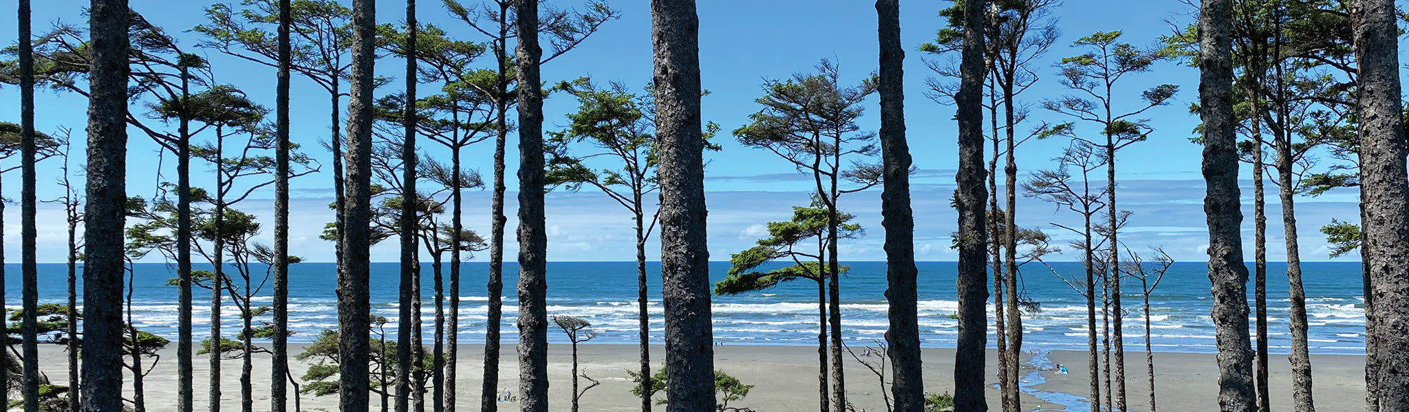 Beach through trees