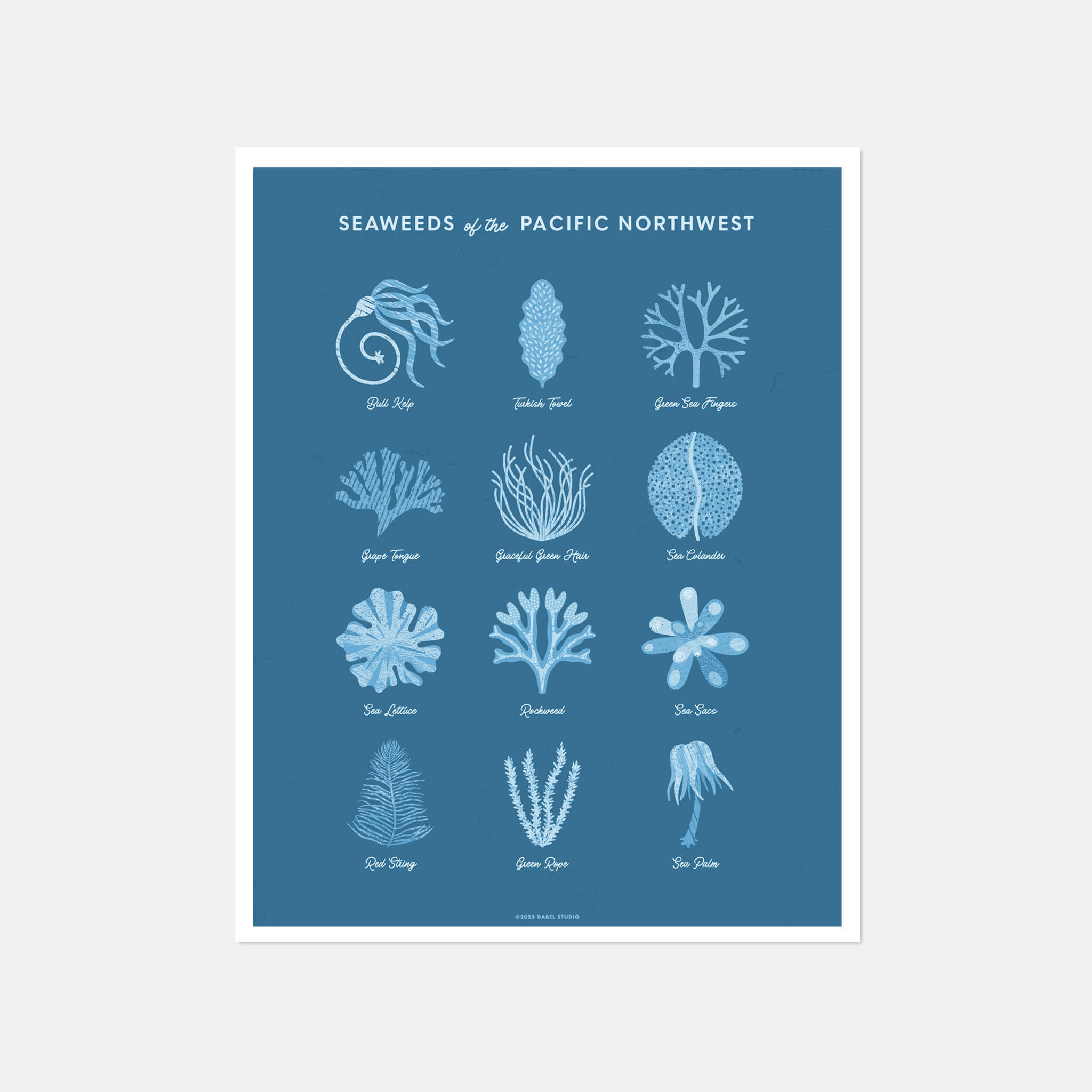 Illustrations of 12 seaweeds in blue on blue