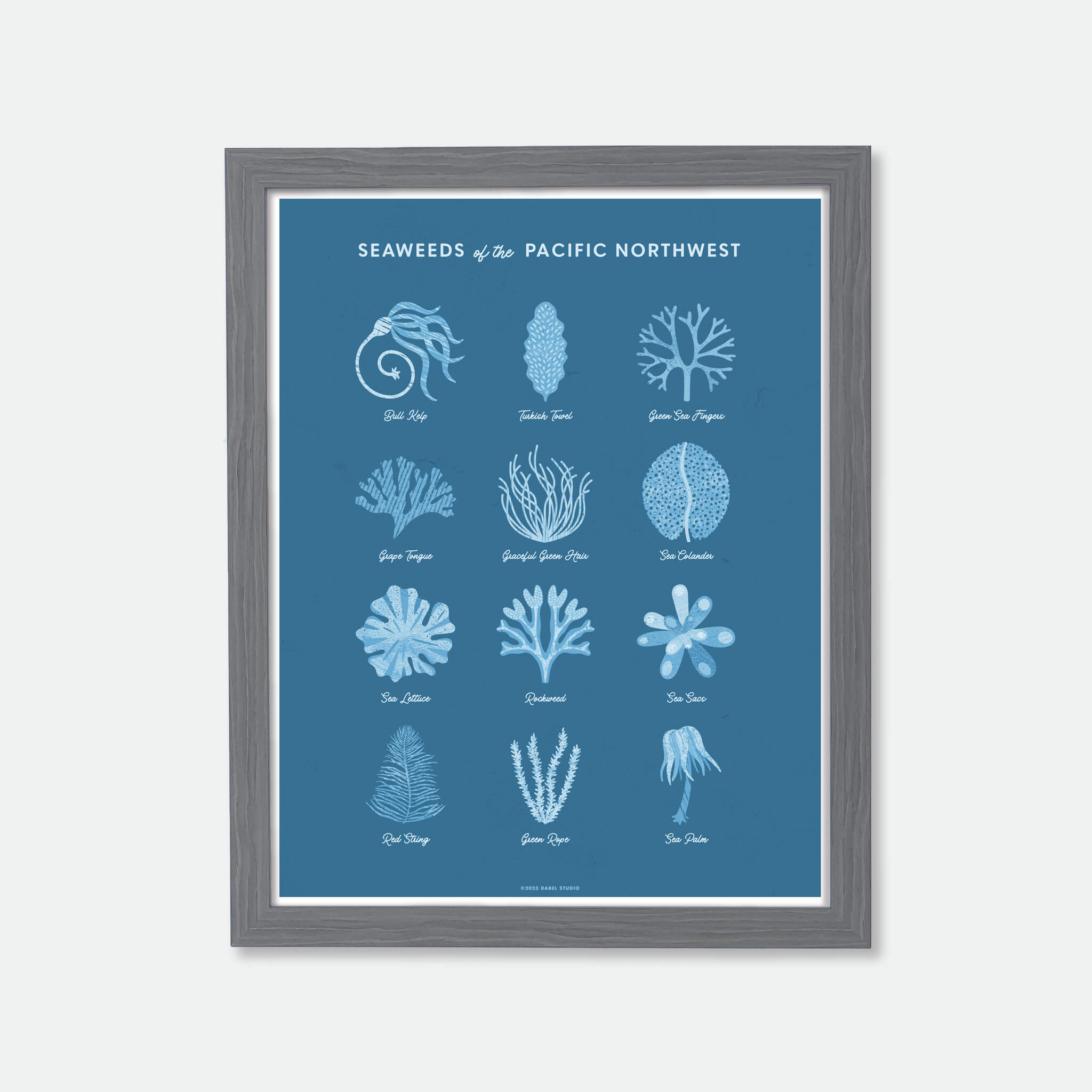 Illustrations of 12 seaweeds in blue on blue in wood frame