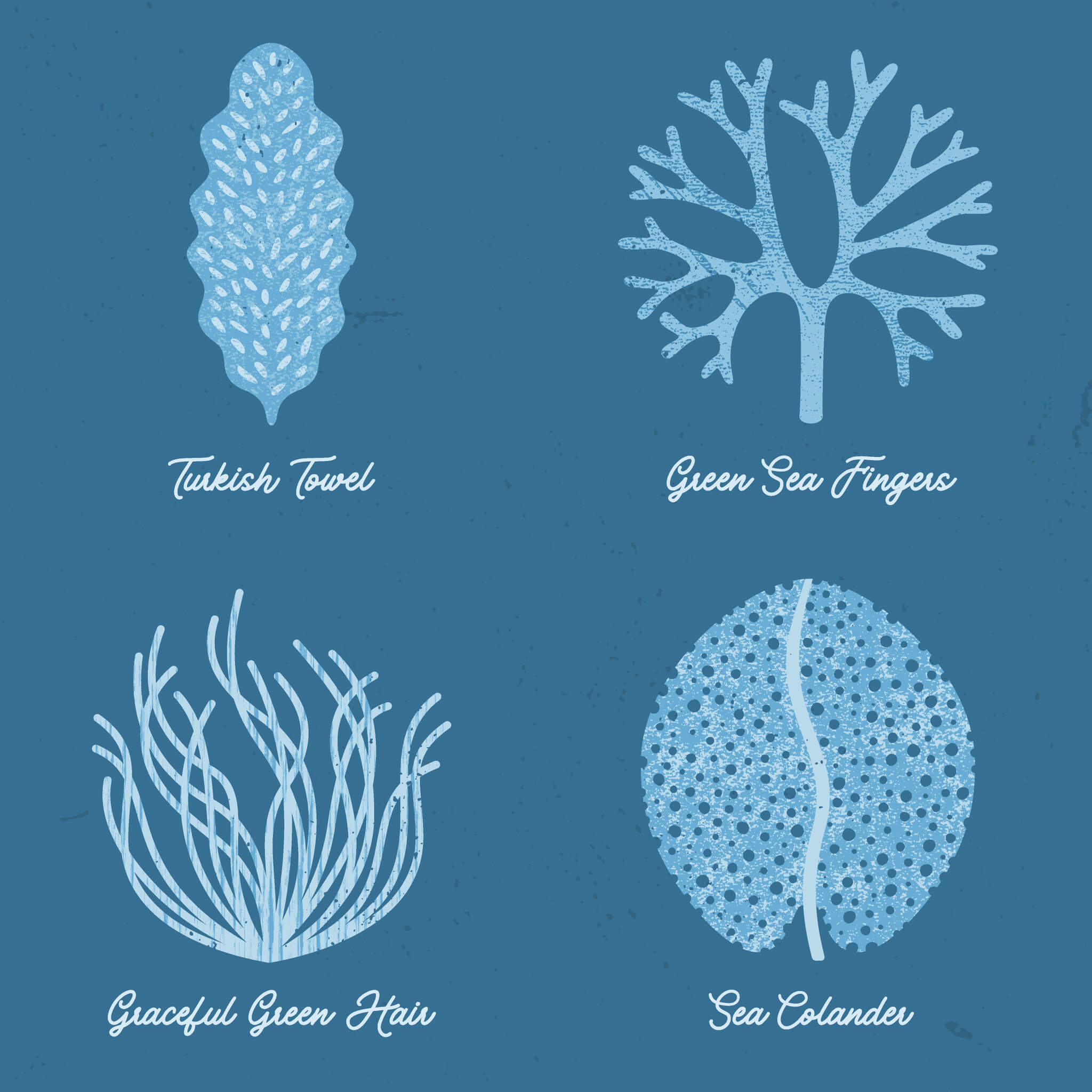 Close-up view of illustrations of 4 seaweeds in blue 