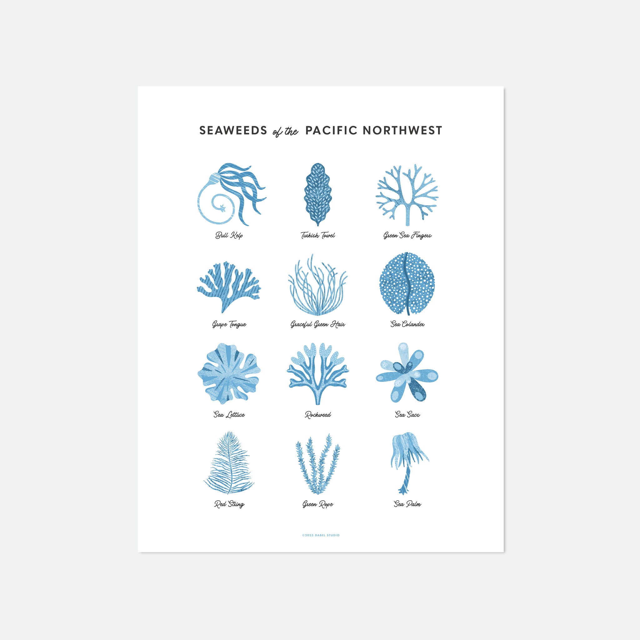 Illustrations of 12 seaweeds in blue on white