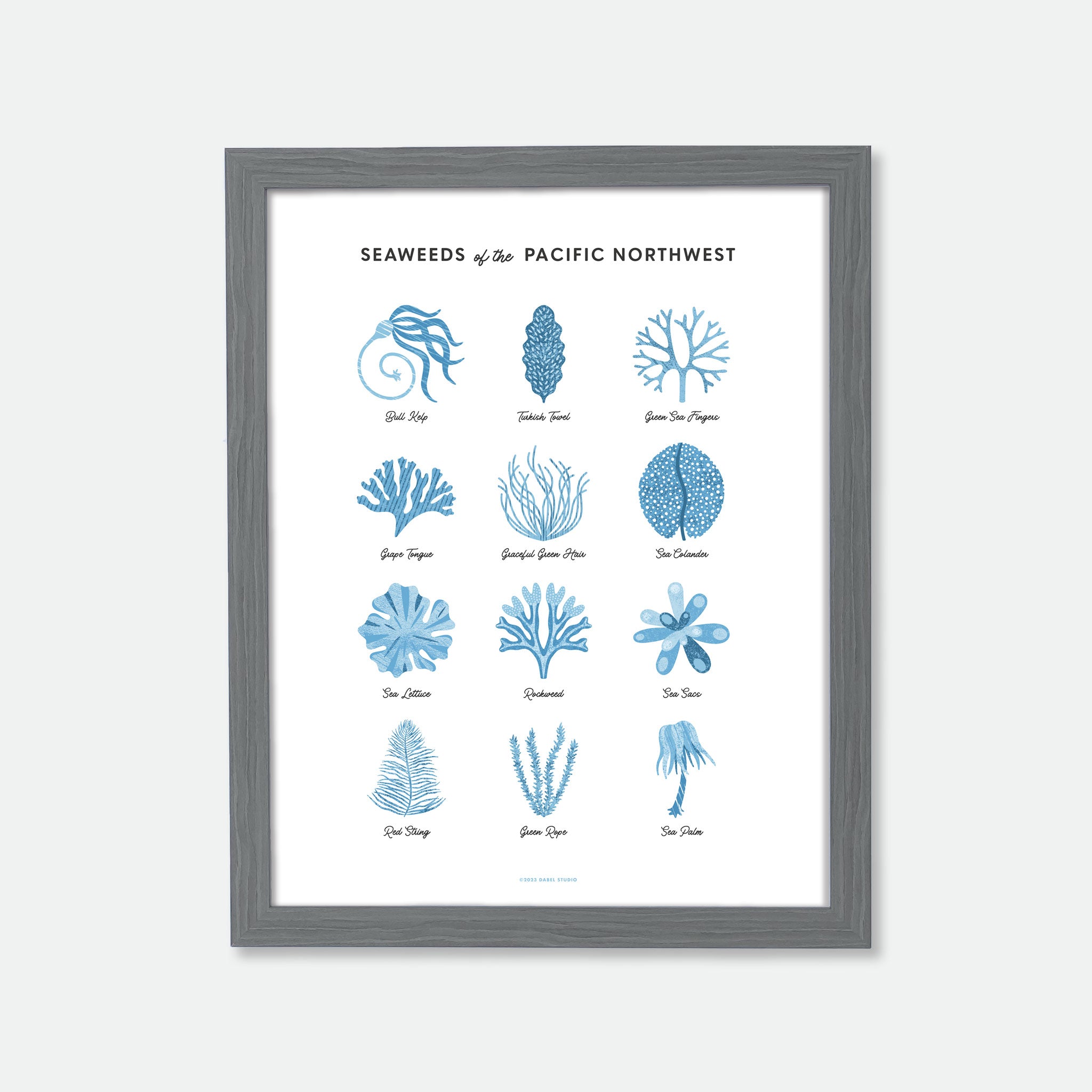 Illustrations of 12 seaweeds in blue on white in wood frame