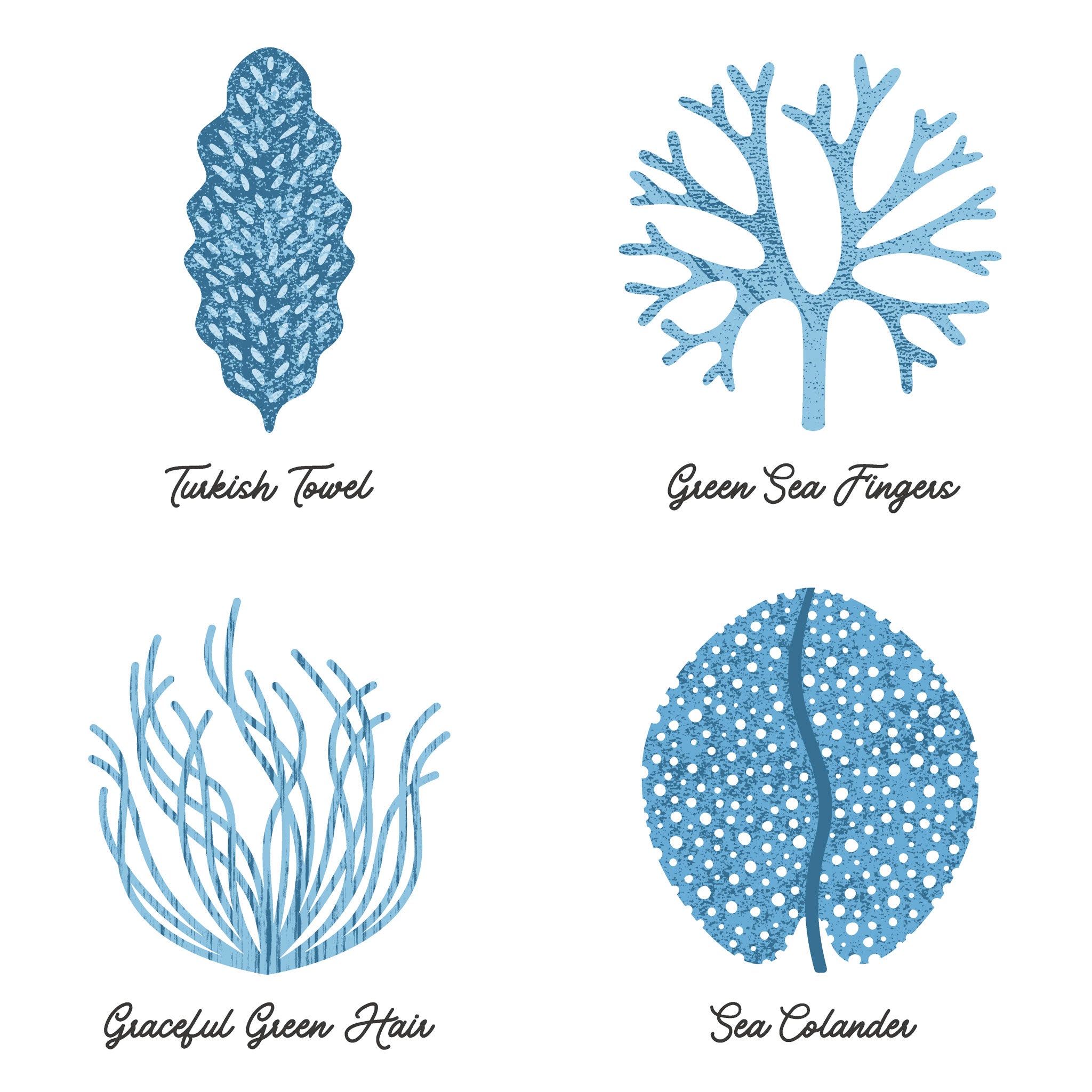 Close-up view of illustrations of 4 seashells in blue on white