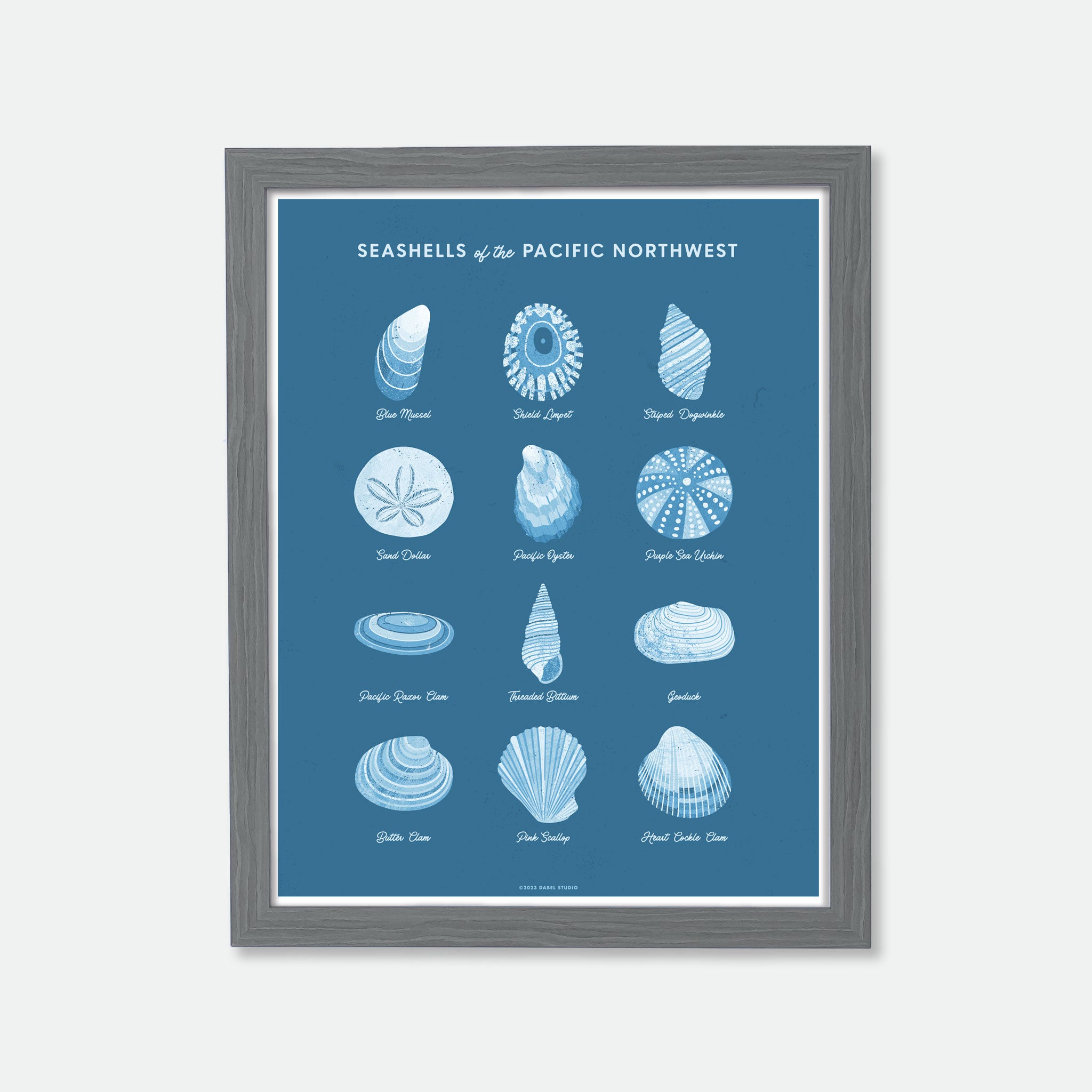 Illustrations of 12 seashells in blue on blue in wood frame