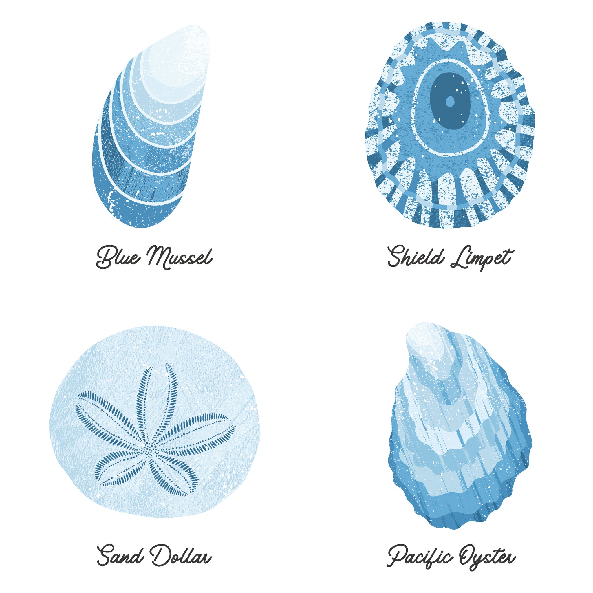 Close-up view of illustrations of 4 seashells in blue on white