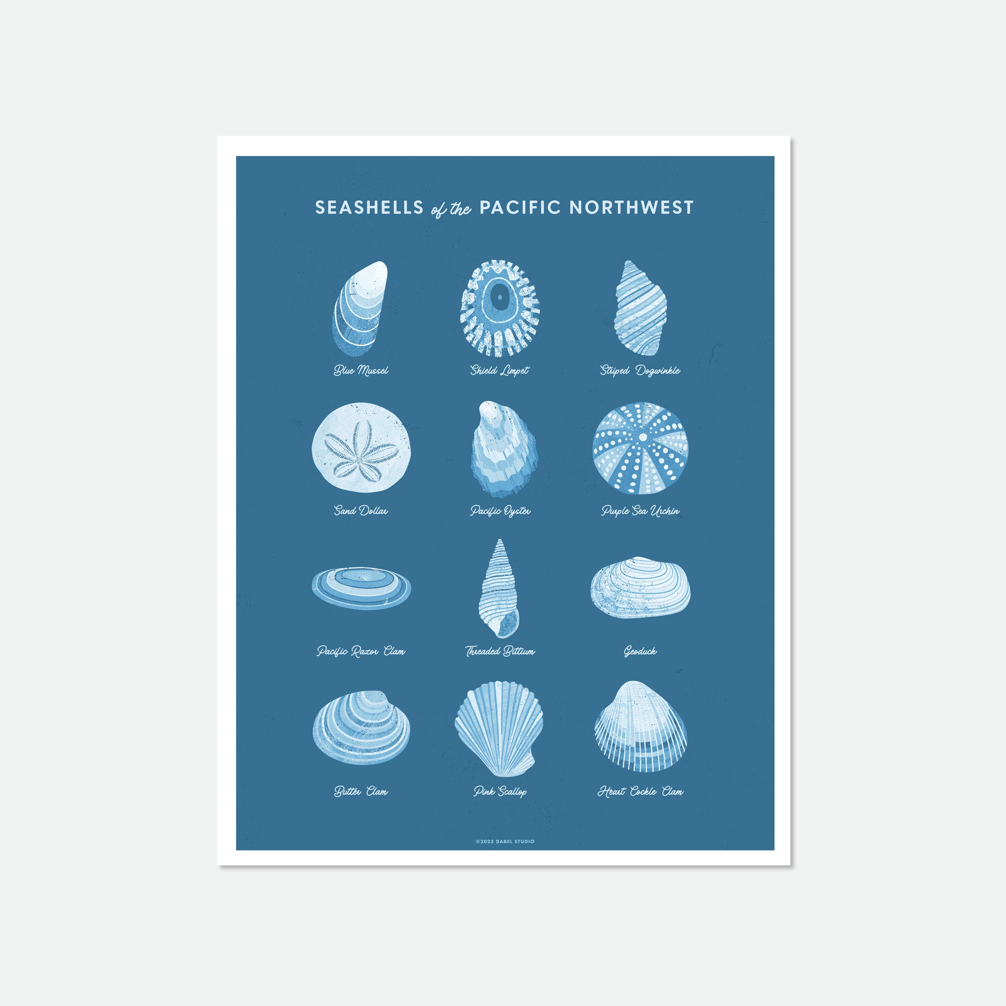 Illustrations of 12 seashells in blue on blue