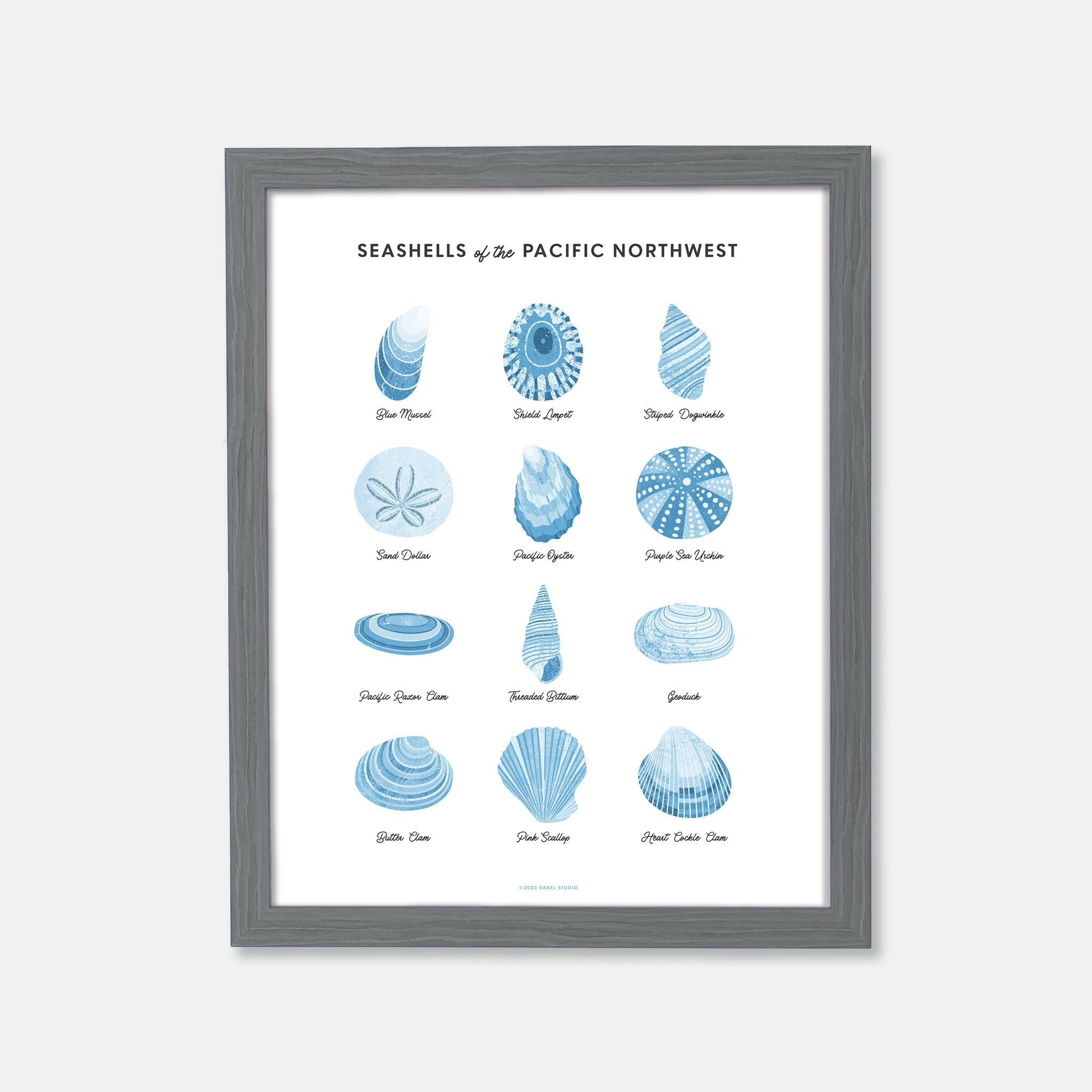 Illustrations of 12 seashells in blue on white in wood frame