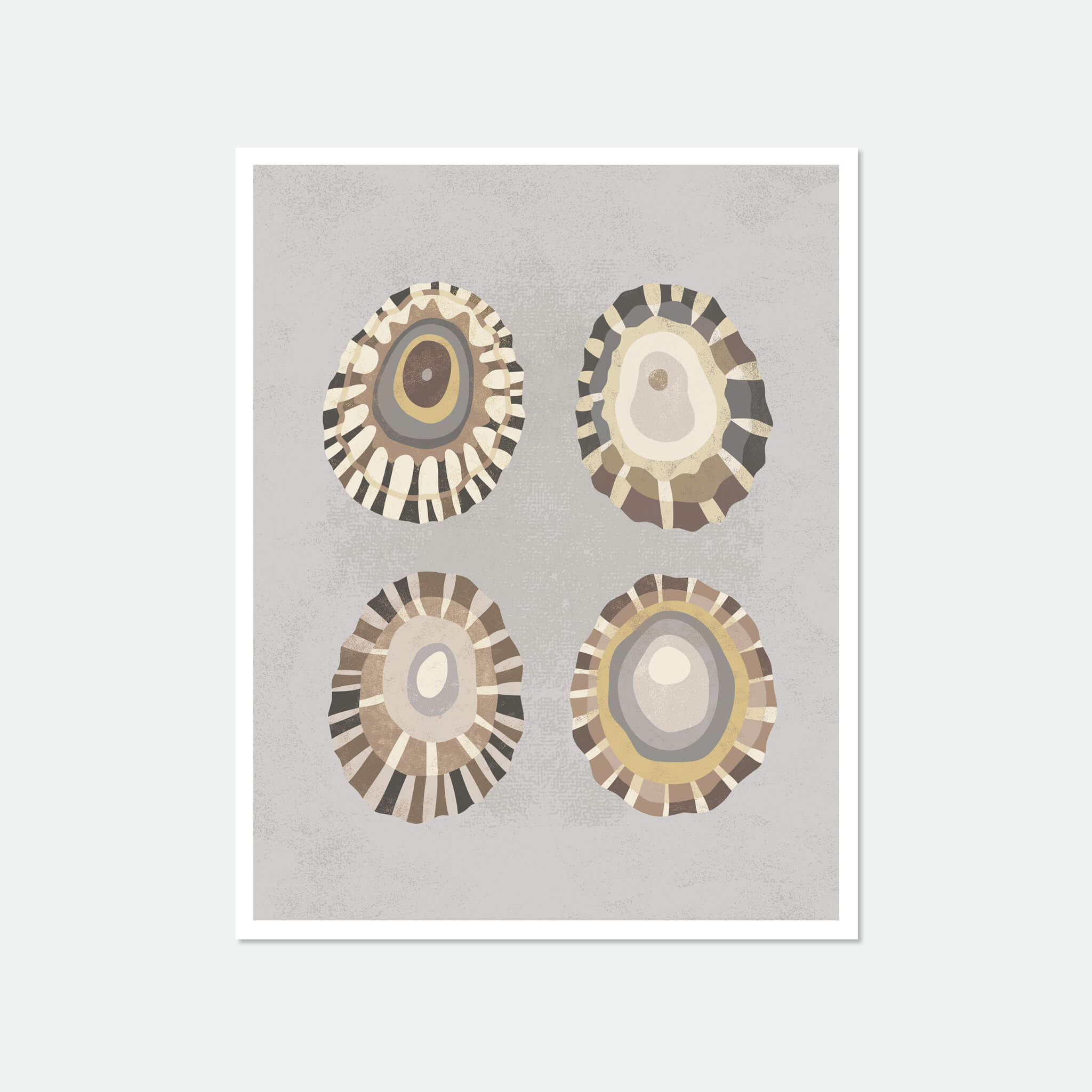 Illustration of 4 limpet shells