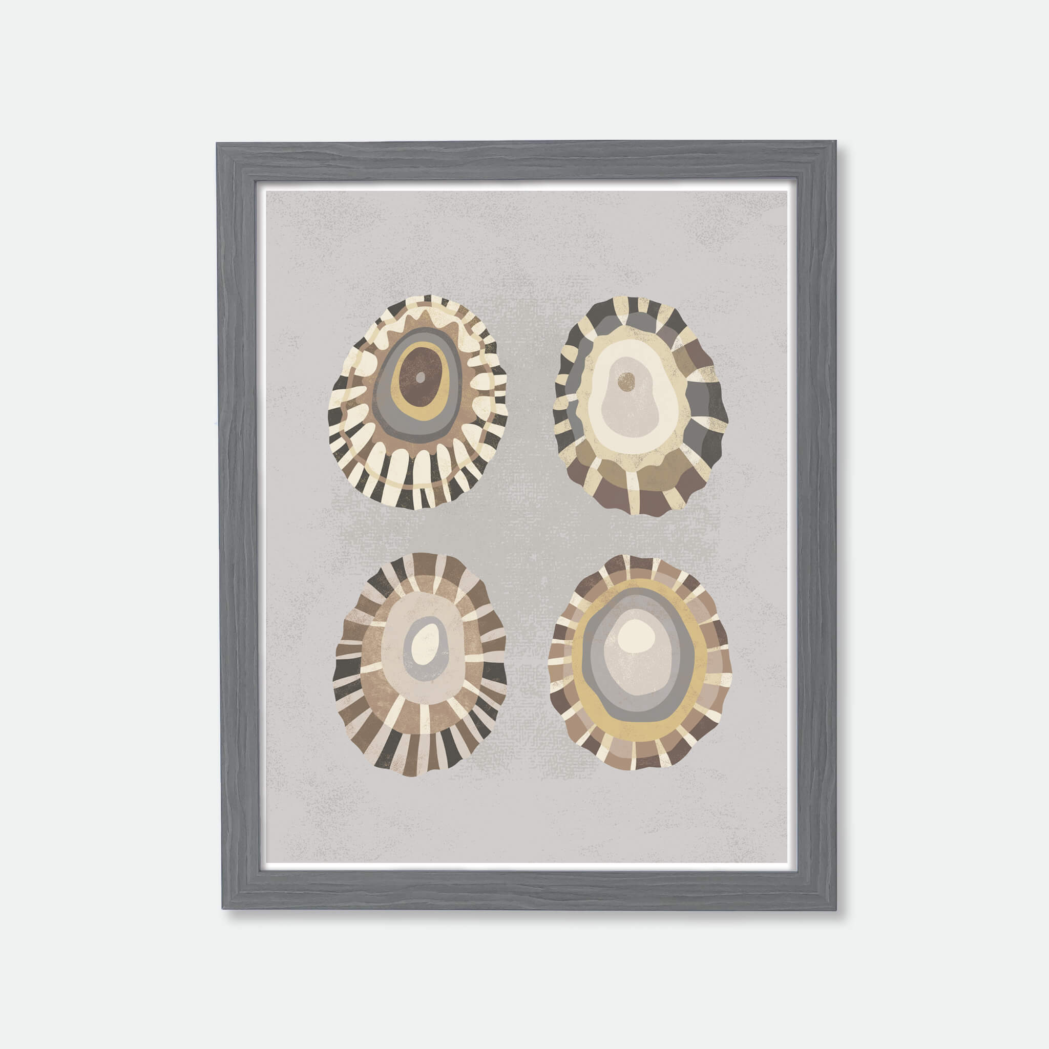 Illustration of 4 limpet shells in wood frame