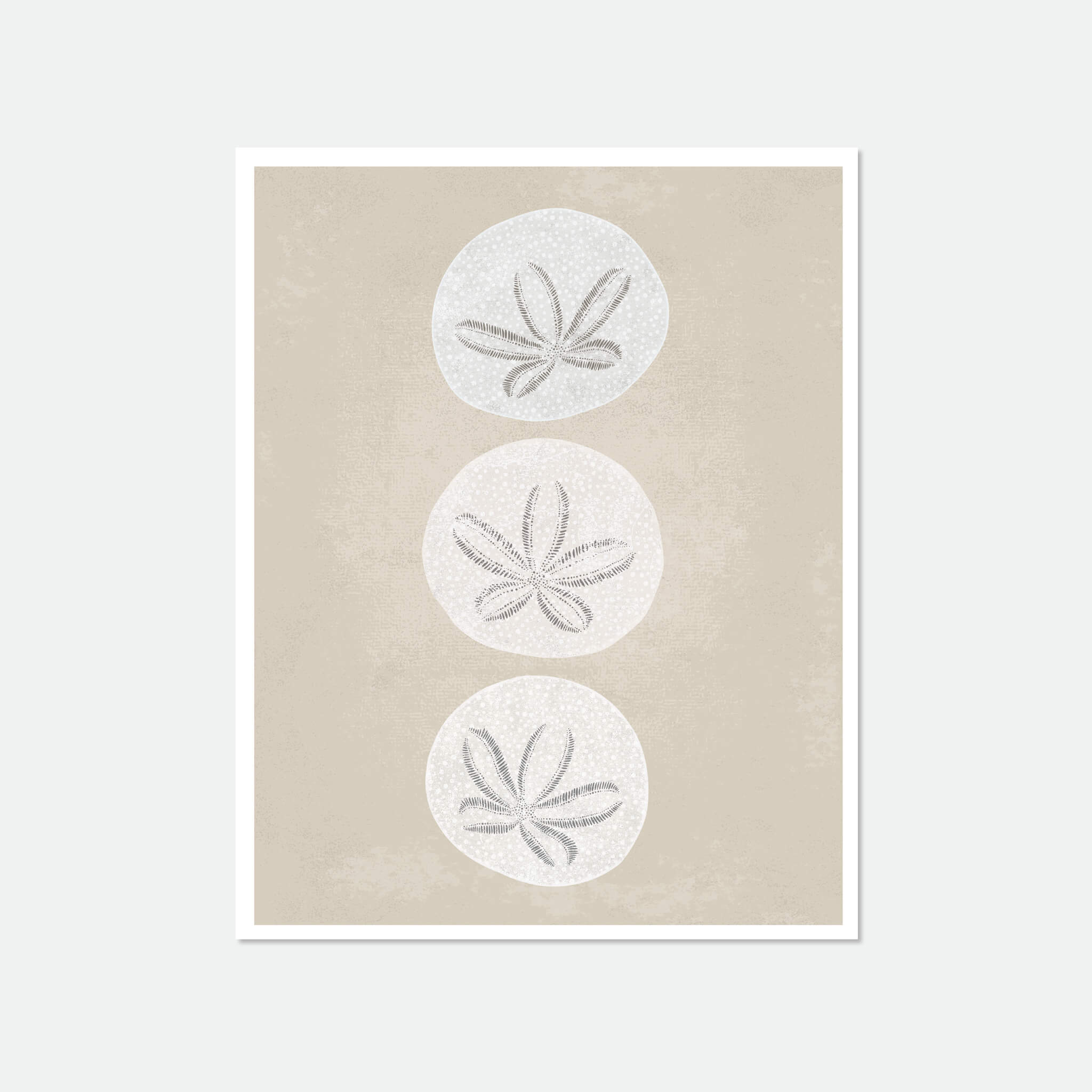 Illustration of 3 sand dollars