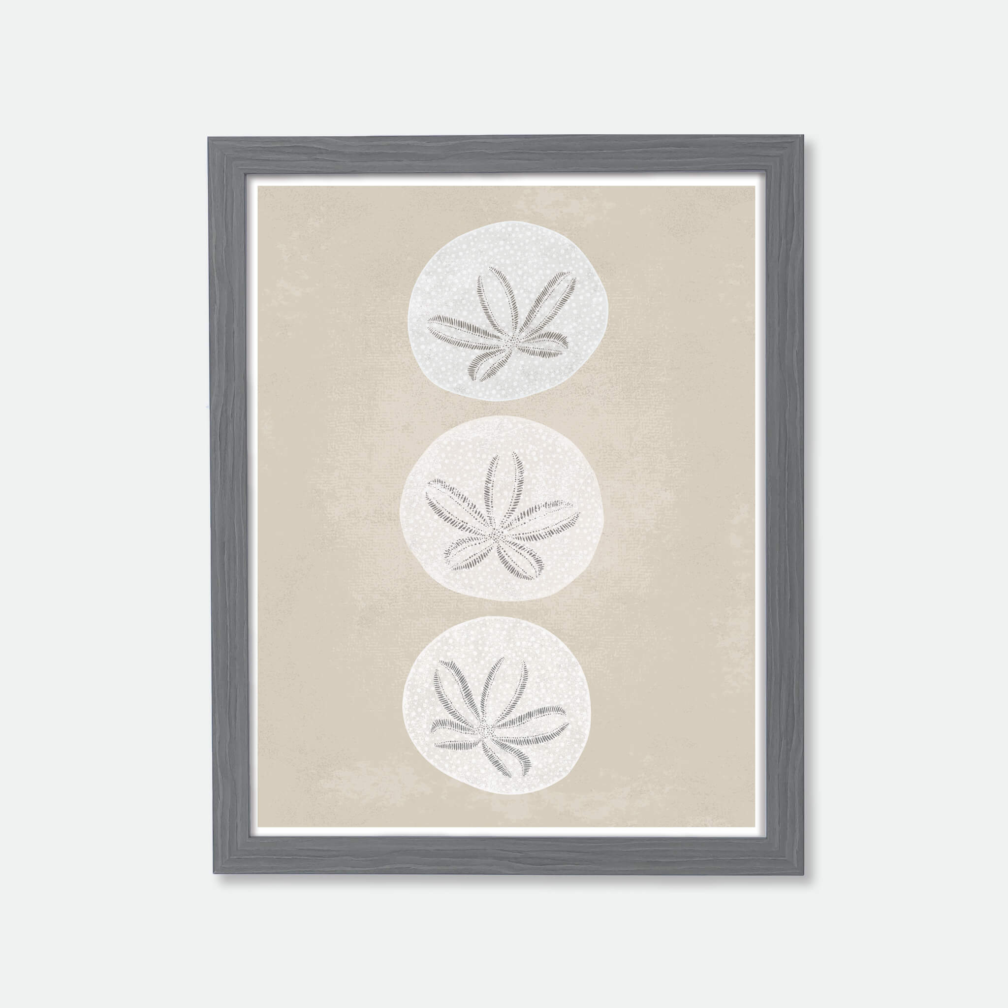 Illustration of 3 sand dollars in wood frame