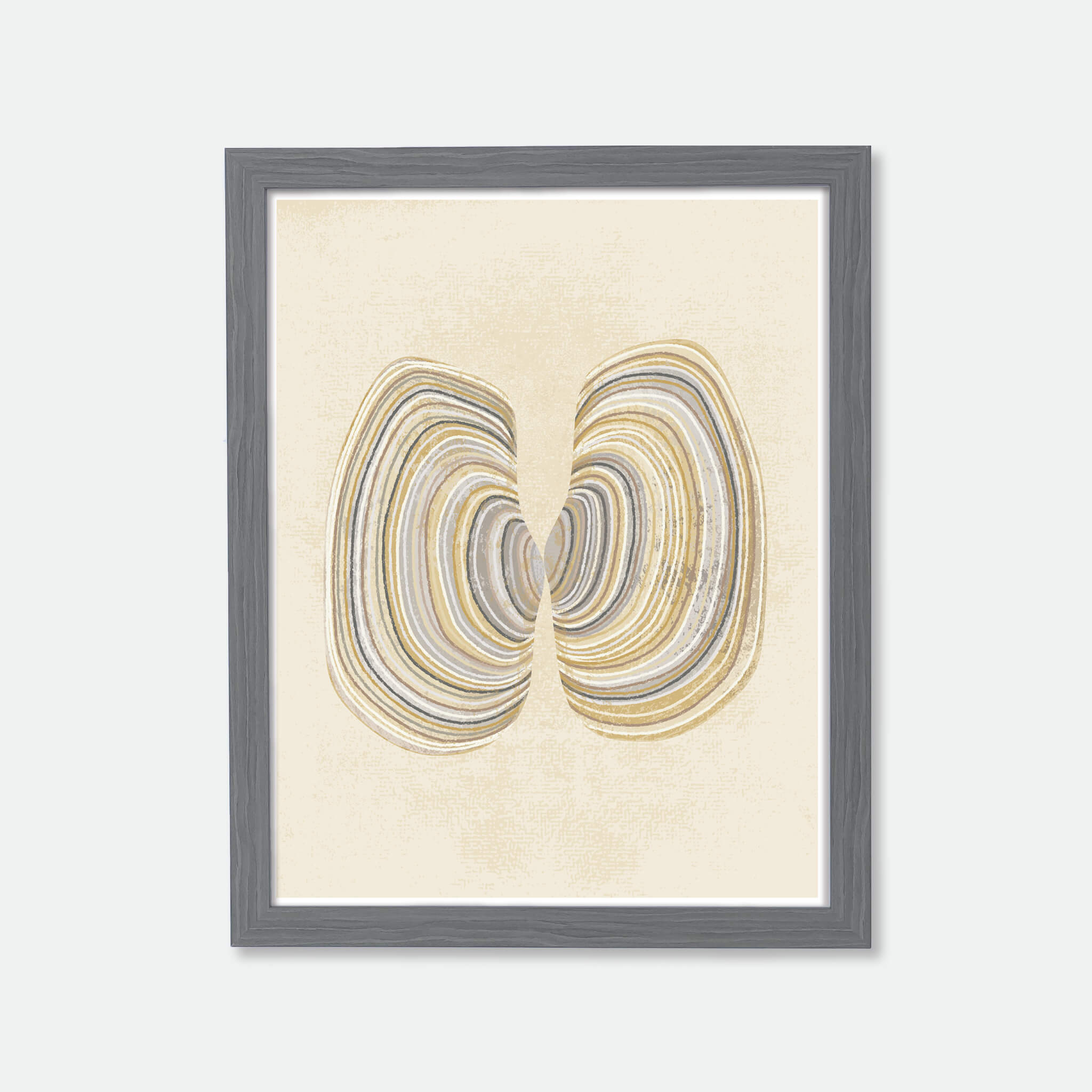 Illustration of geoduck shells in wood frame